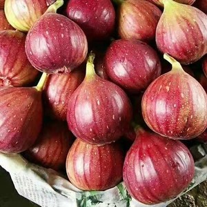 5斤云南新鲜无花果精品大果红皮紫皮隐花果孕妇水果现摘现发
