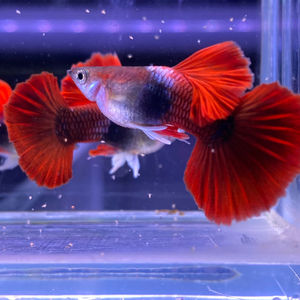 002人付款淘宝折扇3_4月3对25包邮 褶扇孔雀鱼.