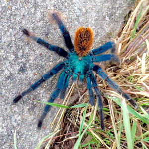 墨西哥墨玉火焰索诺兰金铜足展4-15cm神物级aph品种温顺宠物蜘蛛