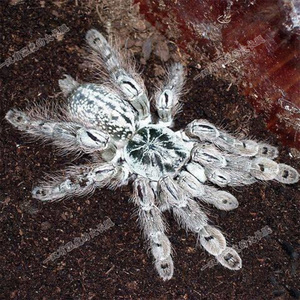 多哥星团巴布足展1-12cm另类活体树栖宠物蜘蛛白色花纹爬行大昆虫