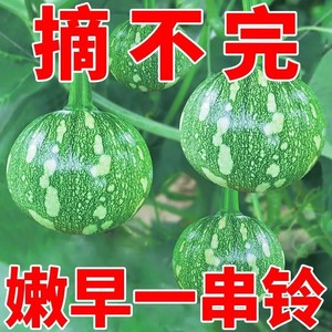 嫩早一串铃南瓜种种子阳台高产早熟小南瓜籽四季庭院种植蔬菜种子