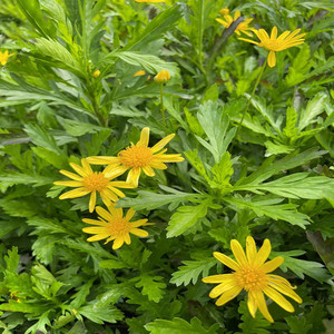 40tb702644472淘宝木春菊黄金菊茼蒿菊玛格丽特花成都基地木春菊花