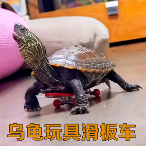 小乌龟滑板车手指指尖迷你玩具鸟滑板模型挂件网红宠物西非龟玩耍