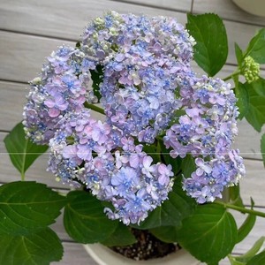 妖精之瞳绣球进口绣球花太阳神殿千鸟花宝美佳子红宝石惠子妖吻