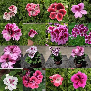 蝴蝶梅盆栽带花苞大花天竺葵花苗四季开花庭院阳台花卉植物好养活