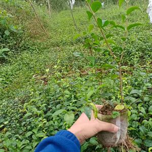 苦丁茶茶树苗