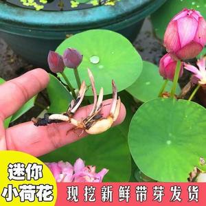 碗莲种藕根茎带芽小型花苗水培植物四季室内荷花盆栽睡莲花卉开花