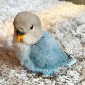 牡丹鹦鹉幼鸟雏鸟高纯蓝闪合法养殖桃面手养亲人爱情鸟包高纯包邮