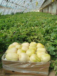 内蒙古五原巴盟白莲脆香瓜新鲜东甜瓜现摘现发水果当季绿色8斤