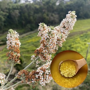 密蒙花植物染饭花黄米饭染料花五色米饭花黄香花明目护眼茶