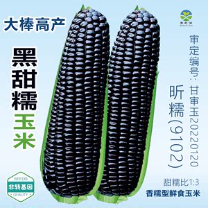 黑糯玉米种子紫玉米高产种籽南北方四季大田春夏蔬菜种孑非转基因