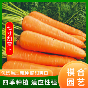 七寸胡萝卜种子大红袍萝卜殷桃萝卜春不老萝卜种四季蔬菜阳台蔬菜