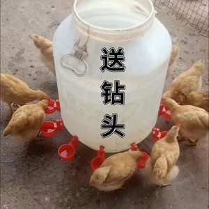 鸡鸭鹅自动水碗饮水器喂鸽子 鸟饮水器鹌鹑养殖设备鸡用饮水槽