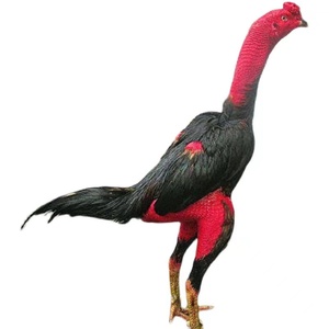 纯种斗鸡越南鬼子斗鸡活苗小斗鸡受精种蛋泰国斗鸡成年鸡中原斗鸡