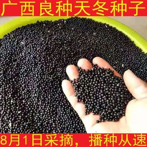 正宗天冬种子云南天门冬种子种苗大天冬种籽天冬籽门冬中药材种子