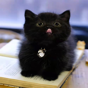 纯黑猫咪纯黑色