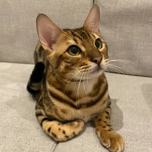 孟加拉黄金豹猫幼崽