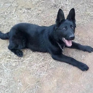 东德牧羊犬幼犬纯种东德牧羊犬活体狼灰色东德牧羊犬幼犬纯黑色