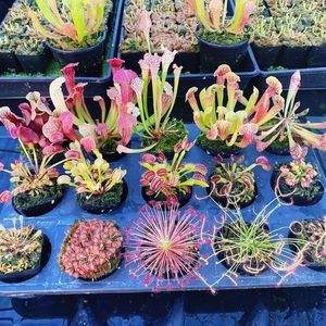 栽好发货食虫草捕蝇草驱蚊草食人花吃虫抓虫食蚊猪笼草盆栽植物苗