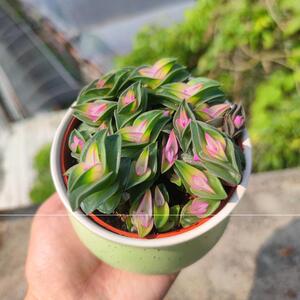 一帆风顺多肉植物寓意吉祥招财重扇肉肉办公室桌面绿植花卉盆栽