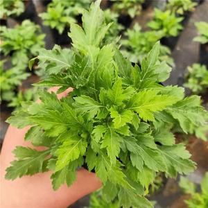 金丝皇菊苗食用盆栽