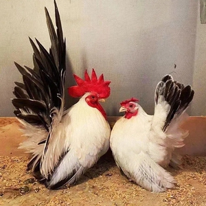 泰国矮脚鸡白桂鸡受精种蛋观赏鸡宠物鸡元宝鸡长不大可孵化小鸡