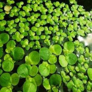 小叶芝麻浮萍水草植物 小青萍水草种籽 鱼缸水族造景净化水质水草