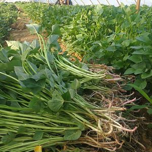 红薯苗白皮白心人参薯苗100颗高产食用地瓜番薯秧种植苗农产品白