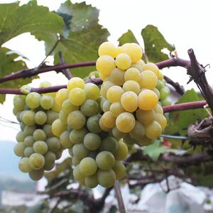 云南弥勒水晶葡萄新鲜水果自家果园当季云南香葡萄现摘现发