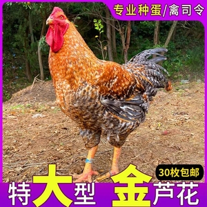 汶上芦花鸡种蛋受精蛋可孵化小鸡高产珍禽快大土山鸡种蛋受精蛋鸡
