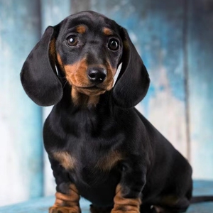 纯种腊肠犬幼犬活体铁包金棕色陨石色迷你小型犬短毛矮脚宠物狗狗