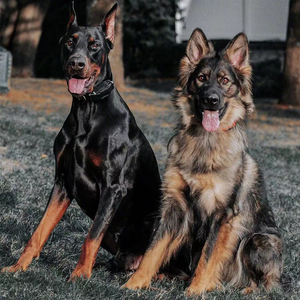 纯种德国牧羊犬活体德牧幼犬csv黑背警犬弓背杜宾犬大型宠物狗狗