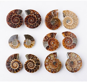 天然马达加斯加海螺化石小切片开片螺菊石古生物化石原石 矿石标
