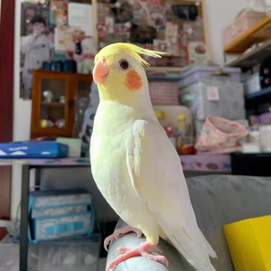 0095人付款淘宝手养玄凤鹦鹉活鸟幼鸟黄化断奶成年公母繁殖说话原始灰