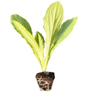 莴笋苗菜苗幼苗蔬菜秧苗秋冬季莴笋秧苗耐寒莴苣苗