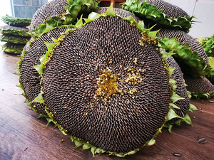 健康小橙子淘宝4斤农家自种葵花籽原味生瓜子干瓜子向日葵种子孕妇