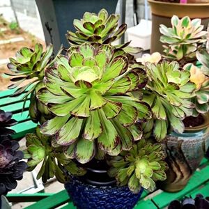 v锦法师老桩拉丝锦法师老桩多肉植物超大特价清仓法师多肉老桩