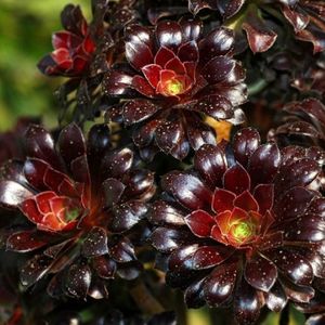 黑法师多肉植物灰法师墨法师黑豆法师老桩特价清仓超大颗手捧盆栽