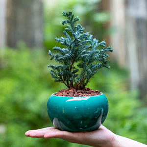 蓝湖柏老桩盆景植物绿植室内盆栽客厅办公室茶几桌面好养柏树盆景