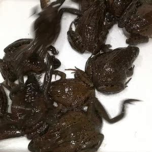 活林蛙东北哈什蚂 红肚皮蛤士玛 全母全籽 长白山红肚蛤蟆