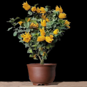 佛手盆栽带花金华佛手树苗带花佛手柑盆栽金佛手四季常青盆景植物