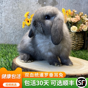 美国双血统暹罗垂耳兔子活物碎斑霜白小型长不大侏儒兔进口宠物兔