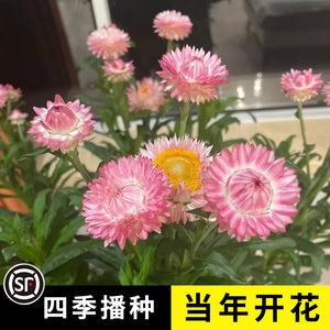 麦秆菊种子混色腊菊干花菊花籽景观绿化盆栽花卉阳台园艺切花观花