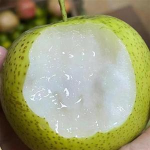 砀山皇冠梨5斤9斤净果产地直发,早熟梨青梨绿皮梨脆甜翠甜非河北