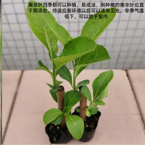 南非叶将军叶苦叶茶扁桃斑鸠菊斑鸠叶阳台盆栽现摘新鲜叶干叶茶
