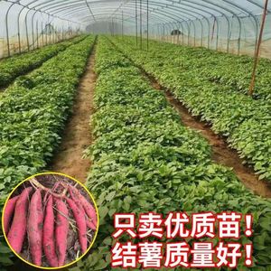 红薯苗山芋苗高产紫薯苗可食用地瓜秧红薯种子番薯苗蜜薯高剪苗