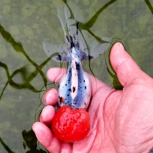 【五花狮子头金鱼】五花狮子头金鱼品牌,价格 - 阿里巴巴