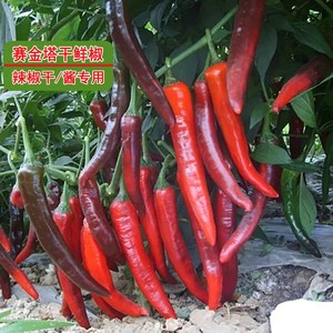 赛金塔辣椒种子早熟干椒种籽干鲜两用色素浆果类高产香辣蔬菜种孑