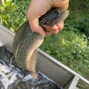 月鳢,雷龙鱼,黑鱼月鳢,珍珠赤雷龙,七星鱼食用,渔场直销