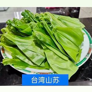 新鲜台湾山苏菜10斤酒店特色食材山苏叶食用基地直发直销蕨菜顺丰